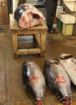 巨大的黃鰭金槍魚即將在東京魚市場變成了壽司