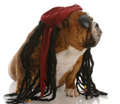 英國斗牛犬裝扮成海盜