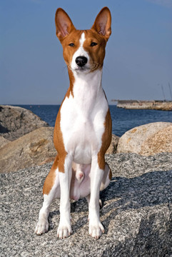 巴辛吉犬