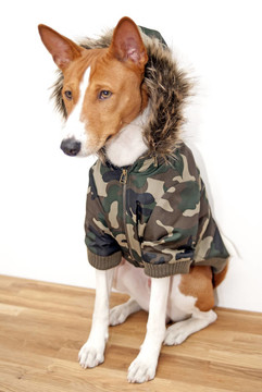 巴辛吉犬