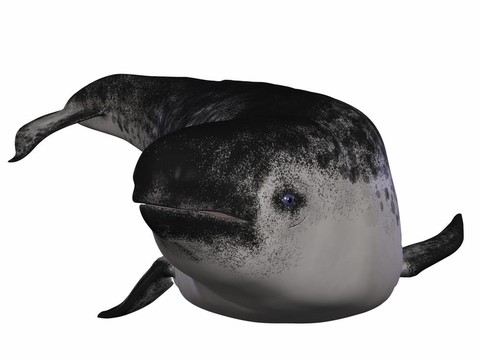 獨(dú)角鯨
