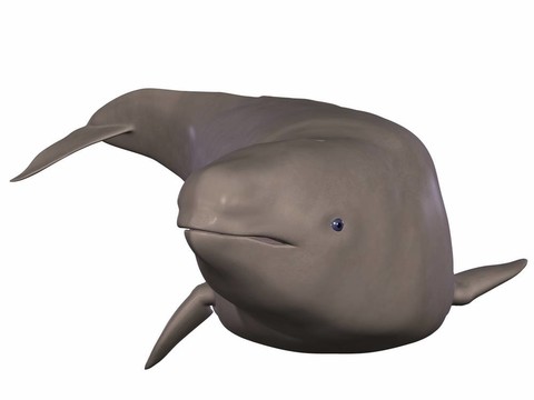 獨(dú)角鯨