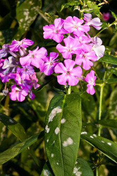 霉菌對(duì)夾竹桃