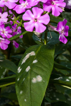 霉菌對(duì)夾竹桃