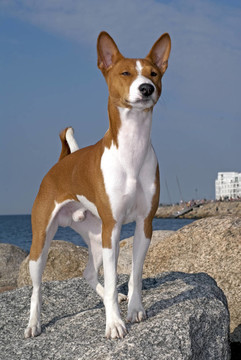 巴辛吉犬