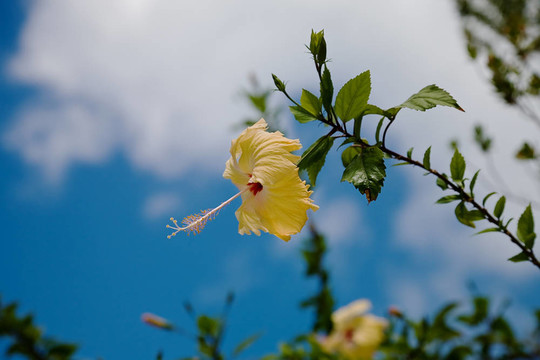 黃色的花