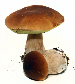牛肝菌（Boletus edulis）又名牛肝菌或一包白色隔離