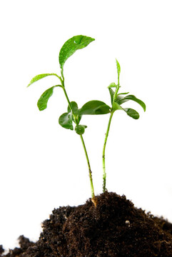 土壤中植物