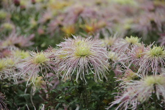 菊花