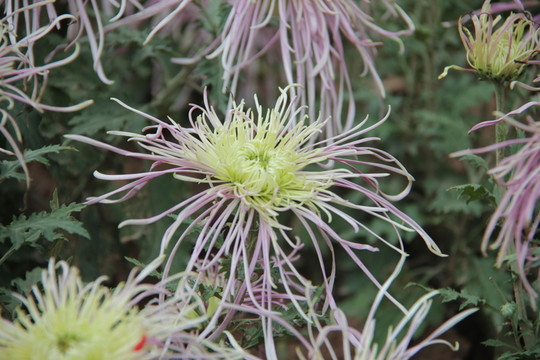 菊花