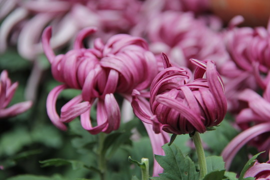 菊花
