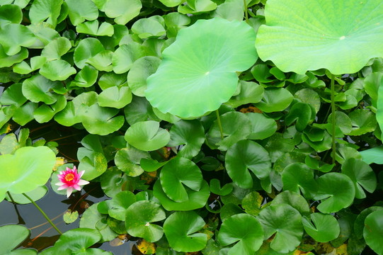 紅花綠葉