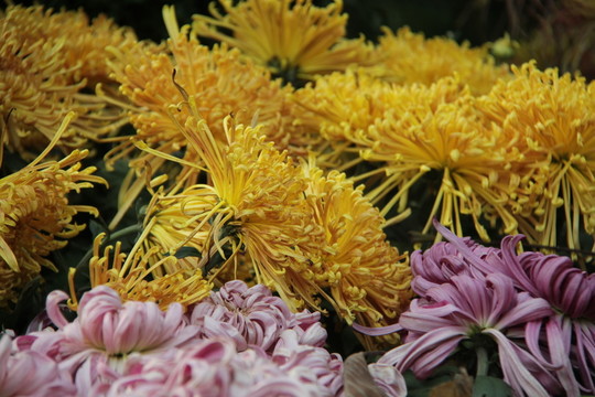 盛開菊花