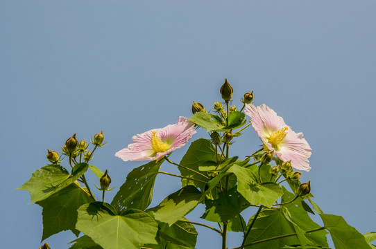 芙蓉花 仰拍