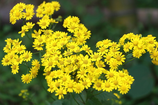 小黃花