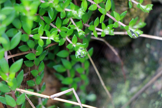 野草露珠