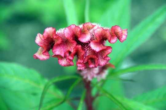 雞冠花