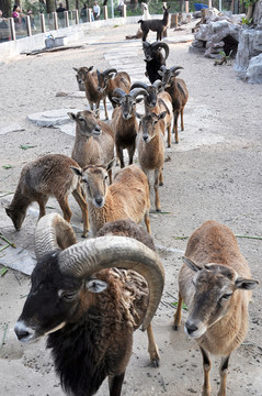 動物園山羚羊