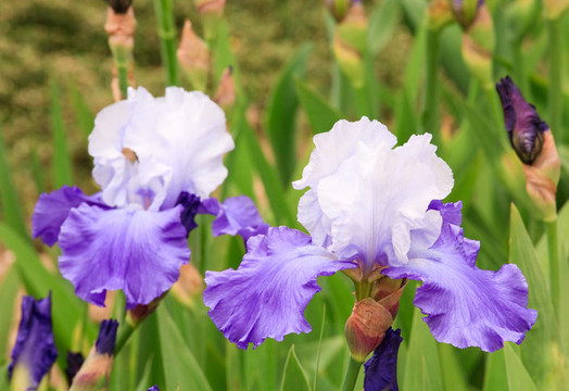 鳶尾花