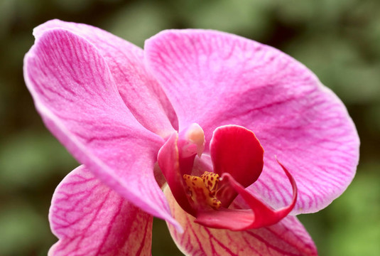 蘭花