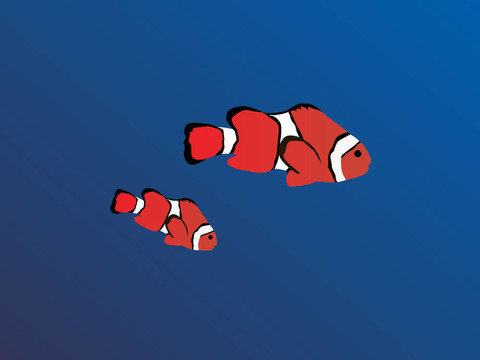 小丑魚