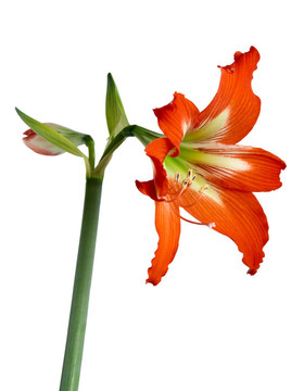 橙花
