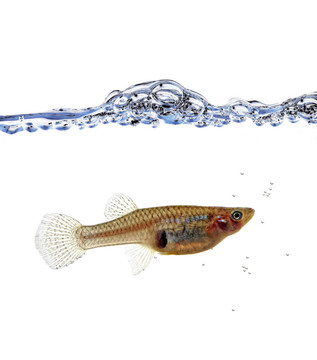 食蚊魚(yú)的肖像