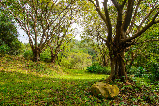 陽光綠樹草地
