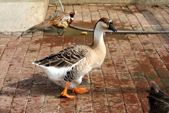大雁 鴻雁 水鳥