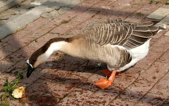 大雁 鴻雁 水鳥