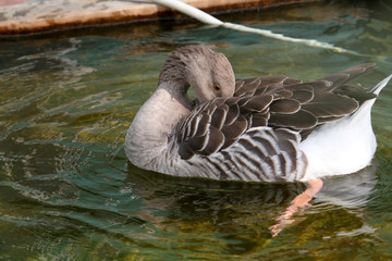大雁 鴻雁 水鳥 野鳥 飛禽