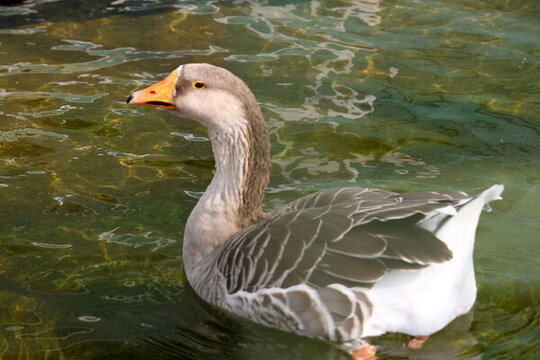 大雁 鴻雁 水鳥 野鳥 飛禽