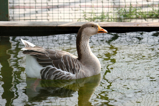 大雁 鴻雁 水鳥 野鳥 飛禽