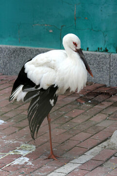 水鳥 野鳥 飛禽 動物 鳥