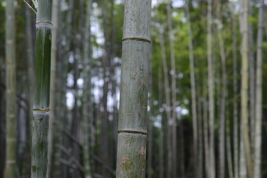 竹林
