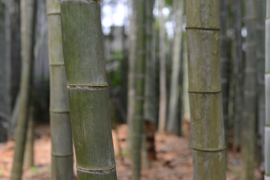 竹林
