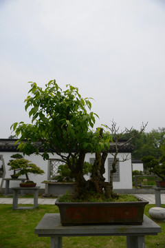 盆栽