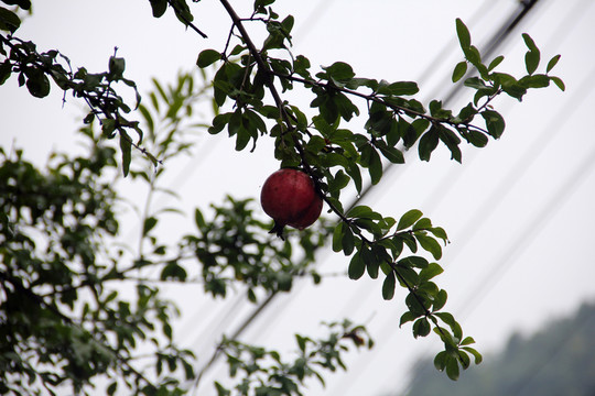 石榴樹(shù)