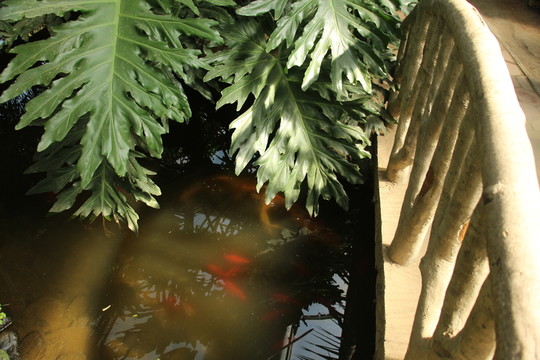金魚小橋