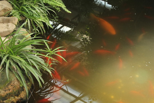 河塘里的金魚(yú)