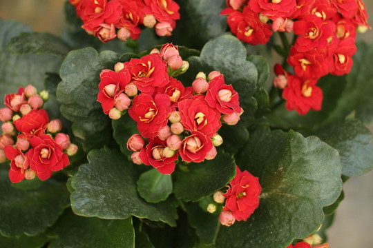 紅花