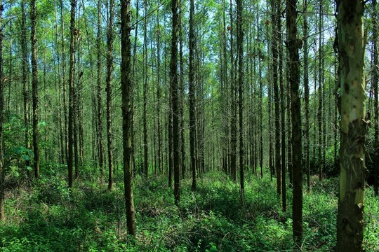 桉樹林