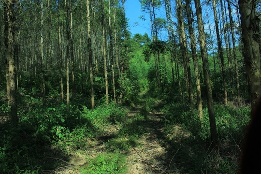 樹林