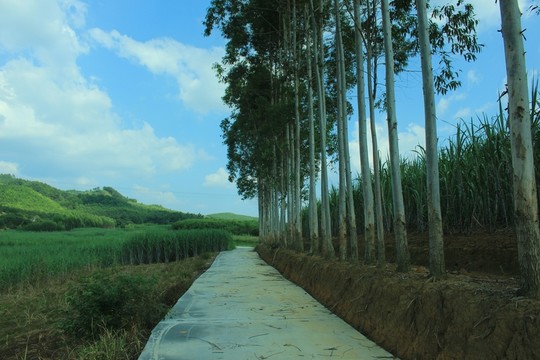 鄉(xiāng)間小路