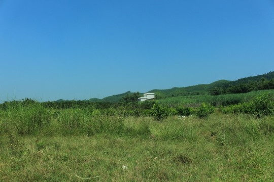 家鄉(xiāng)的田地