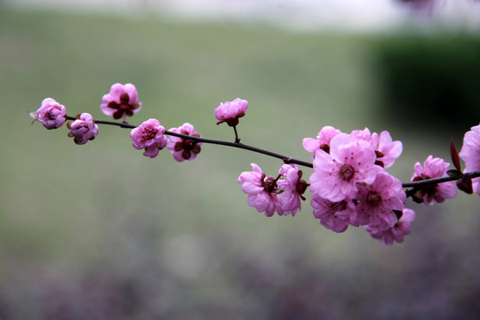 桃花