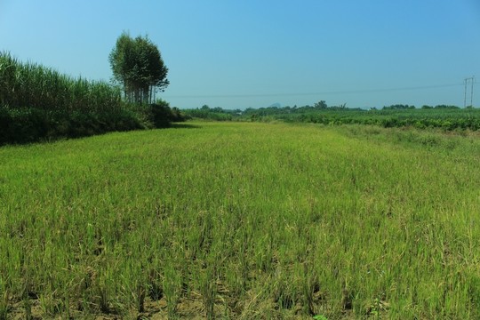 田園風(fēng)光