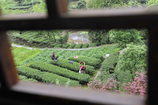 茶園茶葉采摘