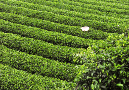 茶園茶葉