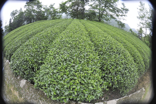 茶園茶葉采摘
